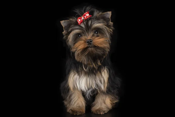 Yorkshire Terrier Puppy Zwart Geïsoleerde Achtergrond — Stockfoto