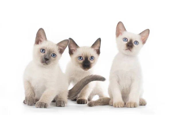 Pequeños Gatitos Secretos Sobre Fondo Blanco Aislado —  Fotos de Stock