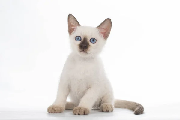 Pequeños Gatitos Secretos Sobre Fondo Blanco Aislado —  Fotos de Stock