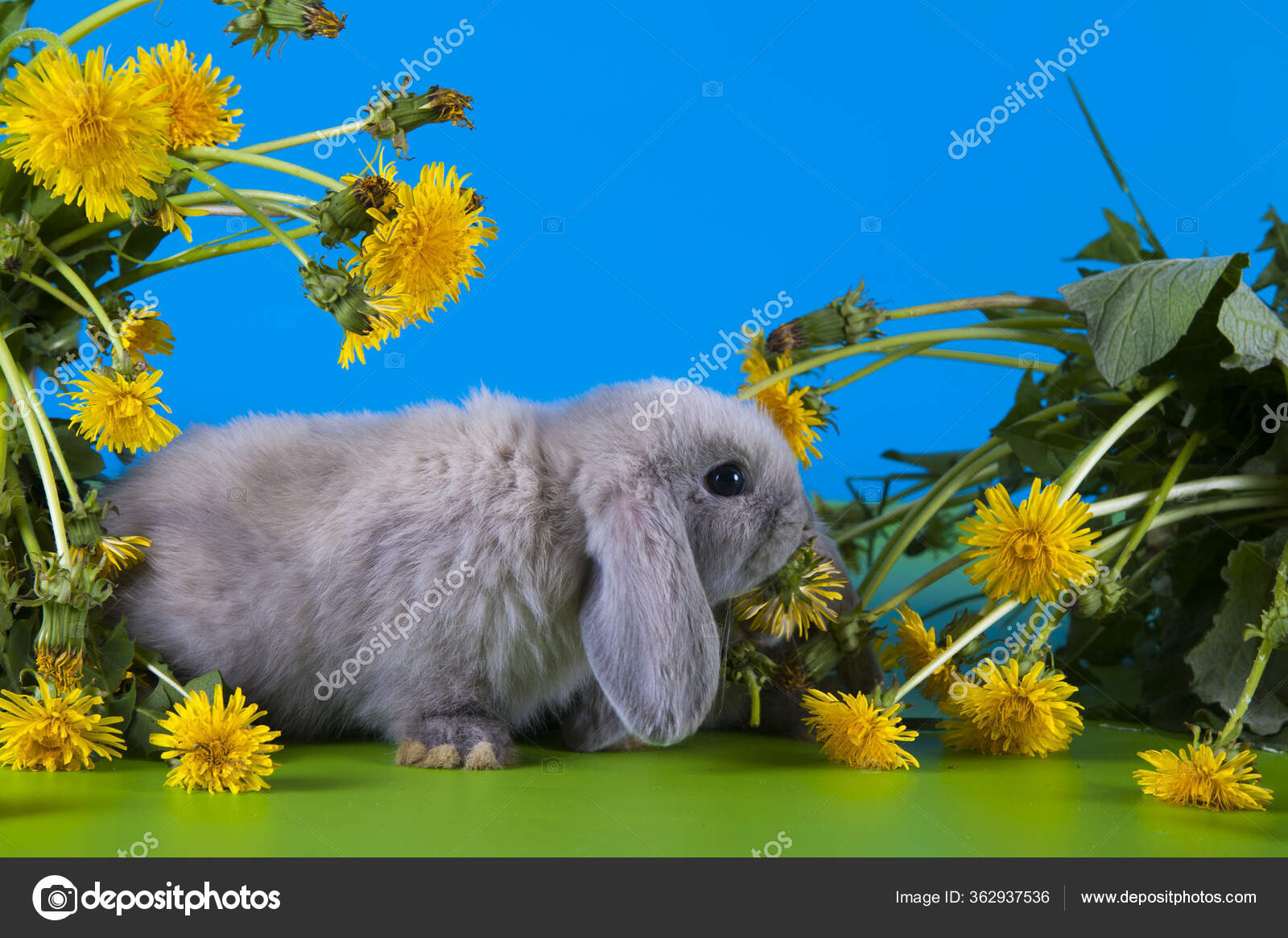 Little Bunny Dandelions Stock Photo by ©kuban_girl 362937536