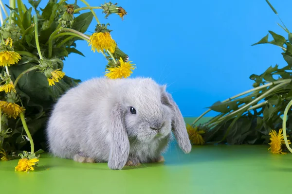 Маленький Кролик Кульбабах — стокове фото