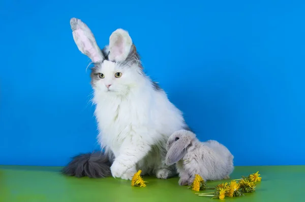 Пушистый Кот Кролик Играют Изолированном Фоне Студии — стоковое фото
