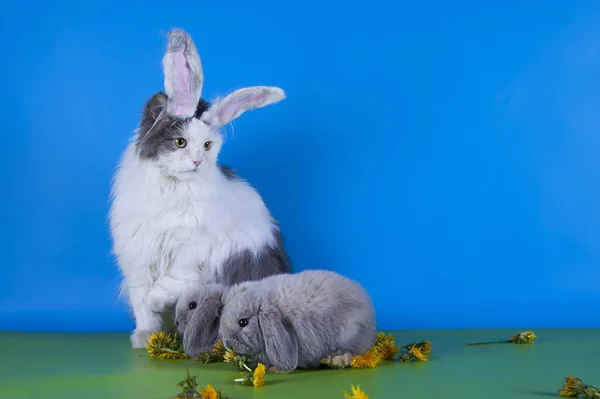 Peludo Gato Conejo Jugar Estudio Aislado Fondo — Foto de Stock