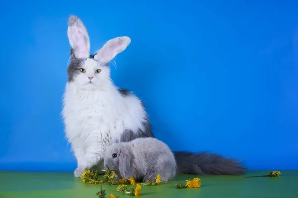 Peludo Gato Conejo Jugar Estudio Aislado Fondo — Foto de Stock