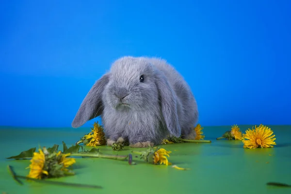 Conejo Orejas Entrecortadas Comiendo Dientes León Estudio Aislado Fondo — Foto de Stock