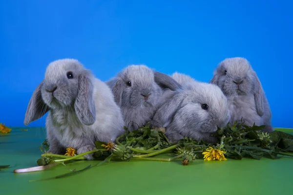 Conejo Orejas Entrecortadas Comiendo Dientes León Estudio Aislado Fondo — Foto de Stock