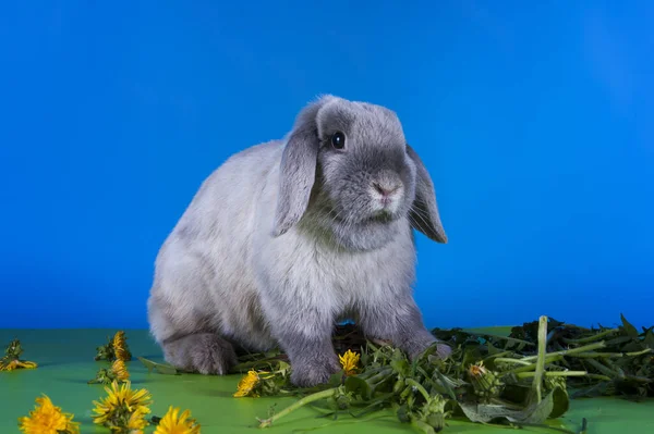 Conejo Orejas Entrecortadas Comiendo Dientes León Estudio Aislado Fondo — Foto de Stock