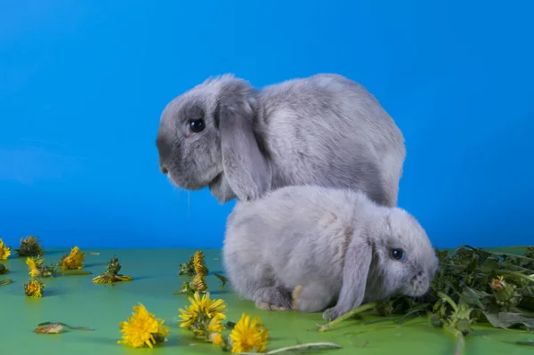 Conejo Orejas Entrecortadas Comiendo Dientes León Estudio Aislado Fondo —  Fotos de Stock