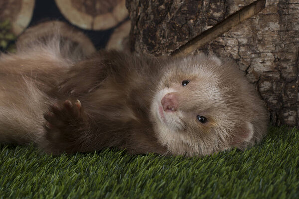 ferret puppy playing outdoors on a summer day