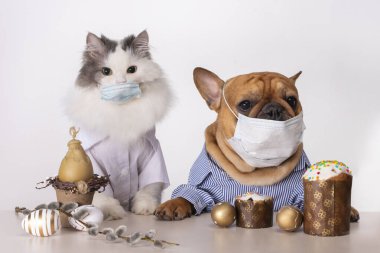Beyaz tüylü kedi ve köpek Fransız bulldog karantina sırasında Paskalya maskesinde tıbbi maske takıyor.