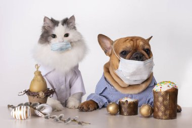 white fluffy cat and dog french bulldog sit in medical masks at the easter table during quarantine clipart
