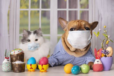 Karantina sırasında tıbbi maskeli beyaz tüylü kedi ve köpek buldog paskalya masasında pencerenin arka planında tek başlarına oturuyorlar.
