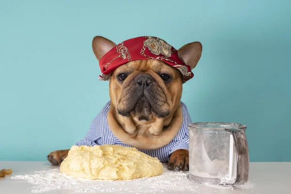 Dog French Bulldog prepares dough in his kitchen