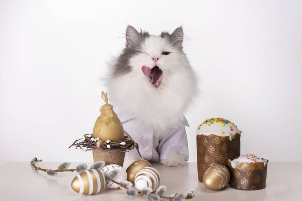 white fluffy cat sits at an easter table on a white background
