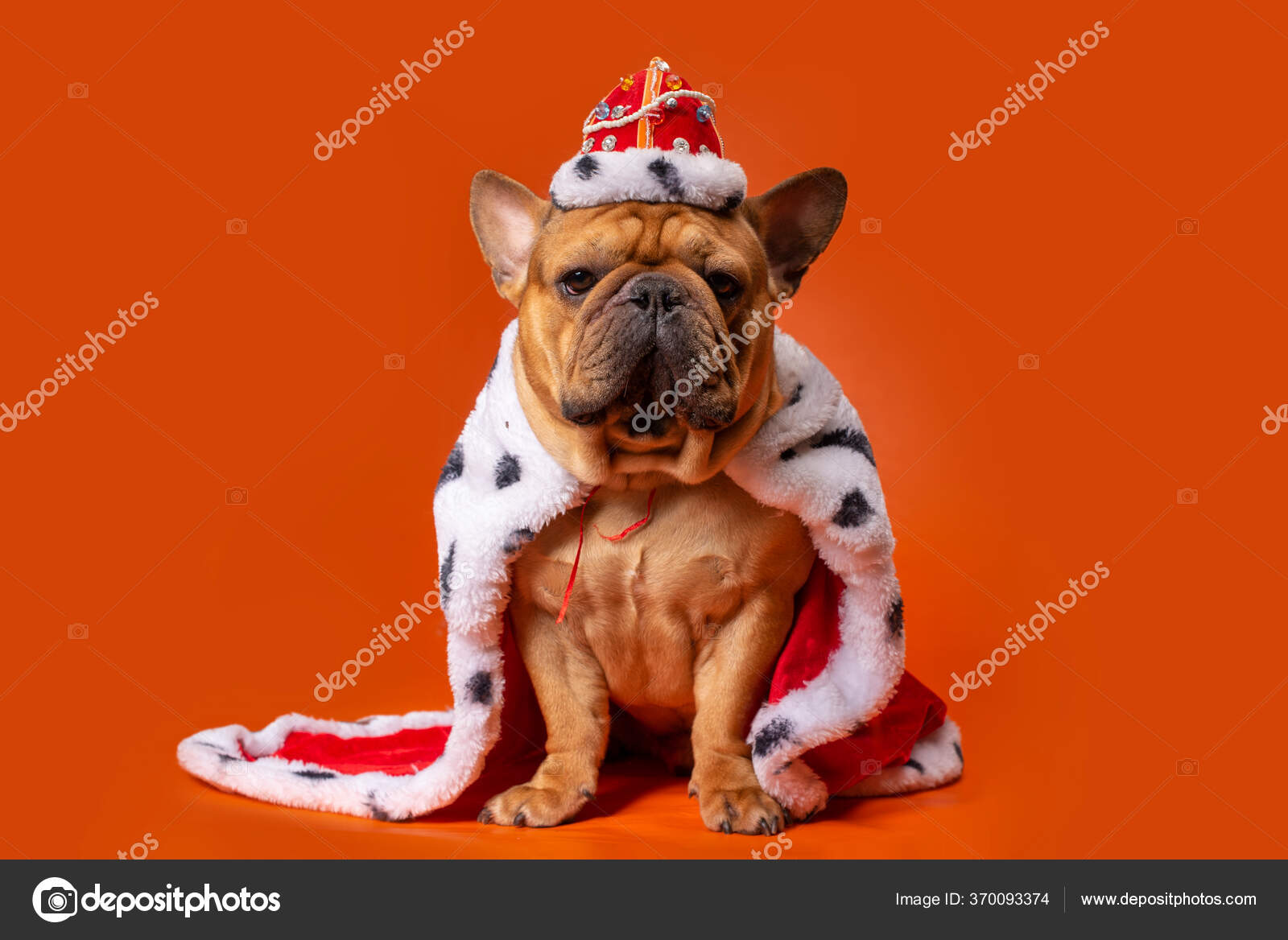 身着国王服装的法国斗牛犬背景是明亮的橙色孤立的 图库照片 C Kuban Girl