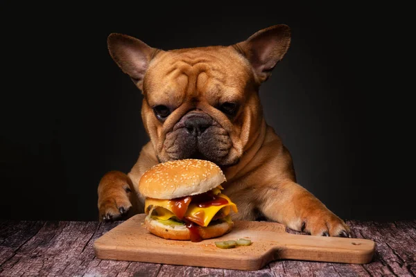 Französische Bulldogge Frisst Großen Gebratenen Cheeseburger Auf Dunklem Hintergrund — Stockfoto