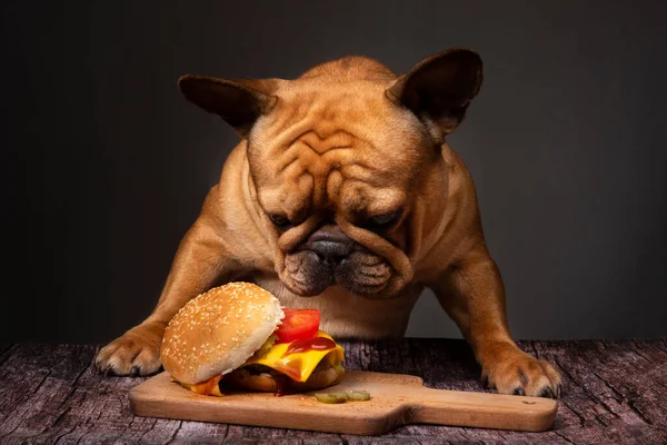 Französische Bulldogge Frisst Großen Gebratenen Cheeseburger Auf Dunklem Hintergrund — Stockfoto