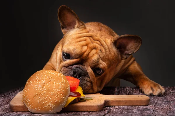 Franse Bulldog Hond Eten Een Grote Gebakken Cheeseburger Een Donkere — Stockfoto