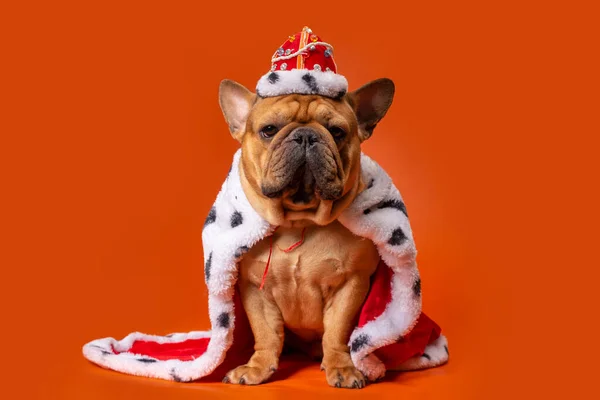 Hond Franse Bulldog Koning Kostuum Helder Oranje Geïsoleerde Achtergrond — Stockfoto