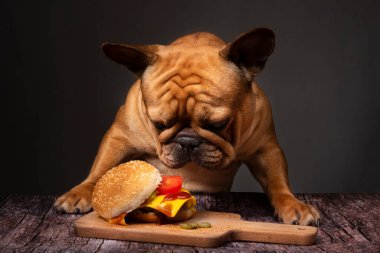 Fransız bulldog 'u arka planda büyük kızarmış bir çizburger yiyor.