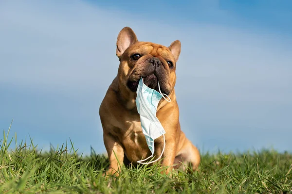 dog French bulldog runs in the park with a mask of teeth after a pandemic