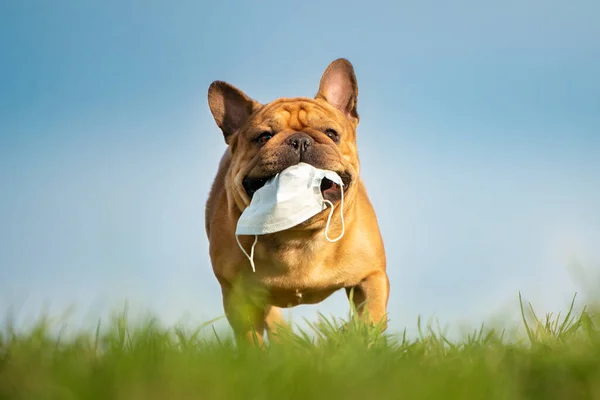 Dog French Bulldog Runs Park Mask Teeth Pandemic — Stock Photo, Image