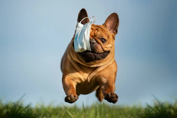 Hund Fransk Bulldog Løber Parken Med Maske Tænder Efter Pandemi - Stock-foto