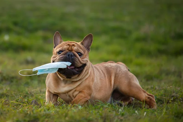 dog French bulldog runs in the park with a mask of teeth after a pandemic