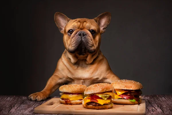 Franse Bulldog Hond Eten Een Grote Gebakken Cheeseburger Een Donkere — Stockfoto