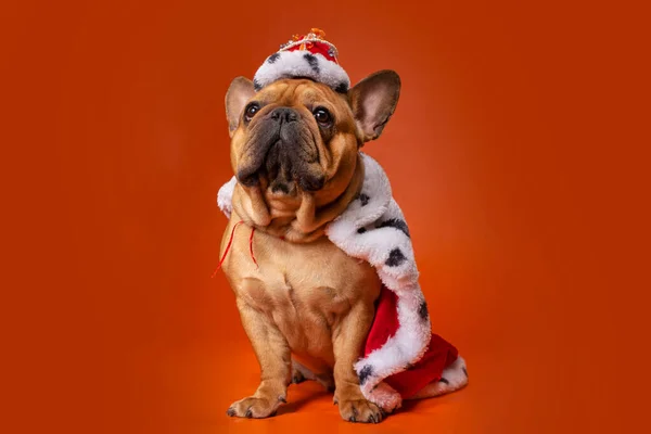 Собака Французский Бульдог Костюме Короля Ярко Оранжевом Фоне Изолированы — стоковое фото