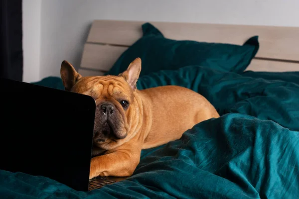 Franse Bulldog Werkt Bed Een Laptop Tijdens Quarantaine Stockfoto