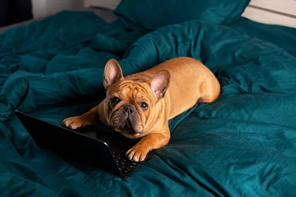 Franse Bulldog Werkt Bed Een Laptop Tijdens Quarantaine Rechtenvrije Stockfoto's