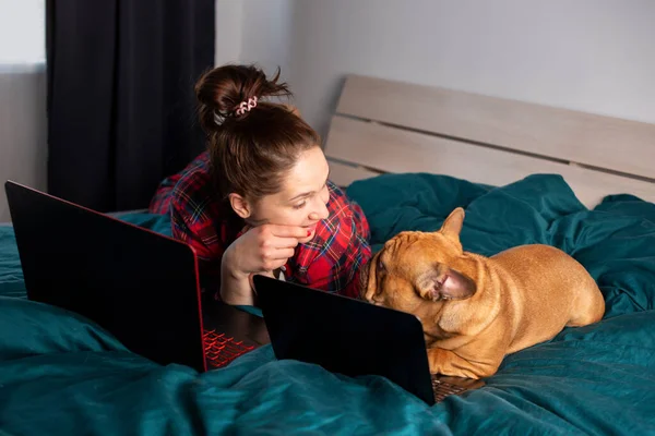 Młoda Dziewczyna Jej Pies Francuski Buldog Pracujący Łóżku Laptopie Podczas Obrazek Stockowy