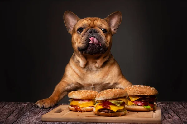 Franska Bulldog Äta Stor Stekt Ostburgare Mörk Bakgrund Stockbild