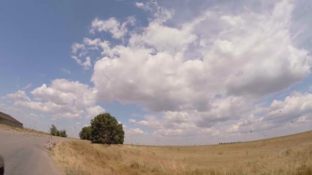 Zerstreuen einen Schwarm Vögel — Stockvideo