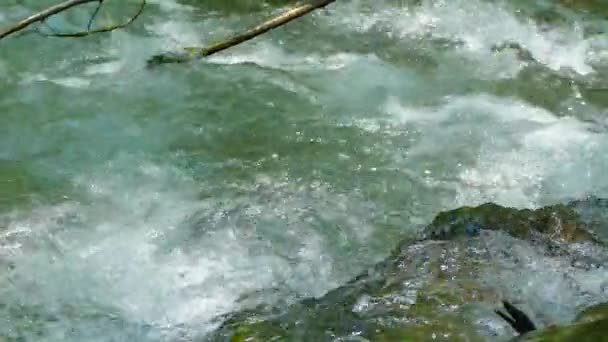 Acqua in un torrente di montagna veloce — Video Stock