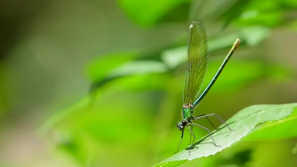 Un primer plano de libélula se sienta en una hoja . — Vídeos de Stock
