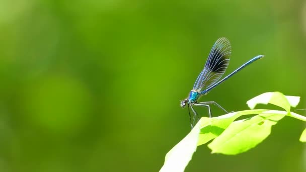 Blue dragonfly sitting on a sheet — Stock Video