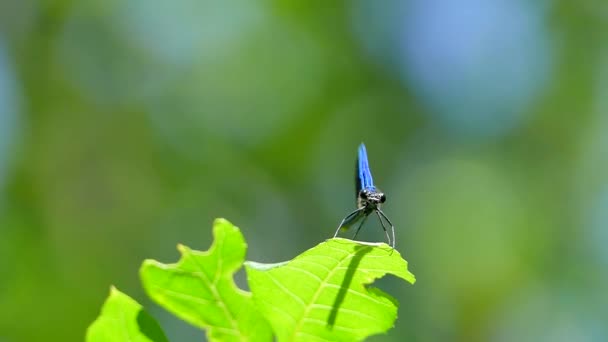 Dragonfly vliegt en vliegt weg van het blad — Stockvideo