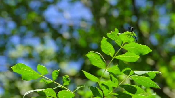 La libellula blu siede su un foglio . — Video Stock