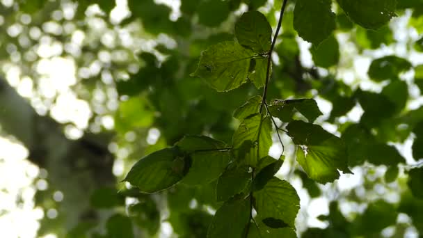 The branch of a tree is illuminated by the ray of the sun — стоковое видео