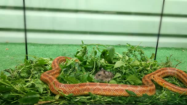 La serpiente rodeó a los ratones y lo envolvió con un anillo — Vídeo de stock