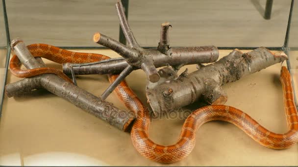 The snake in the terrarium smelled the mouse and attacked it — Stock Video