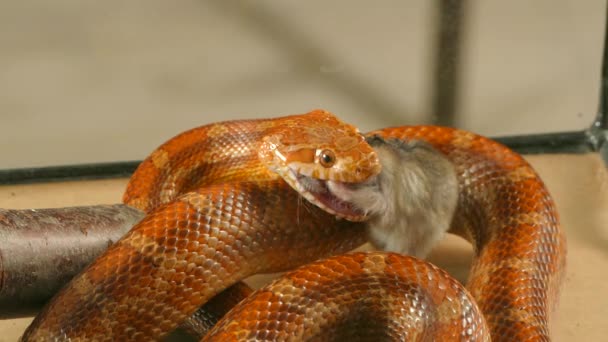 La serpiente se traga el ratón — Vídeo de stock