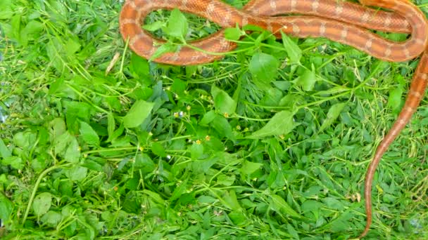 Змея ползает по траве — стоковое видео