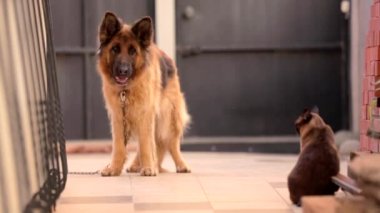 bir kediye köpeğe benziyor