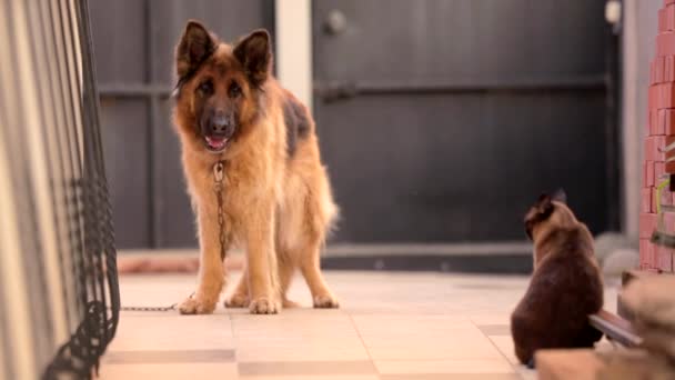 Hond kijkt naar een kat — Stockvideo