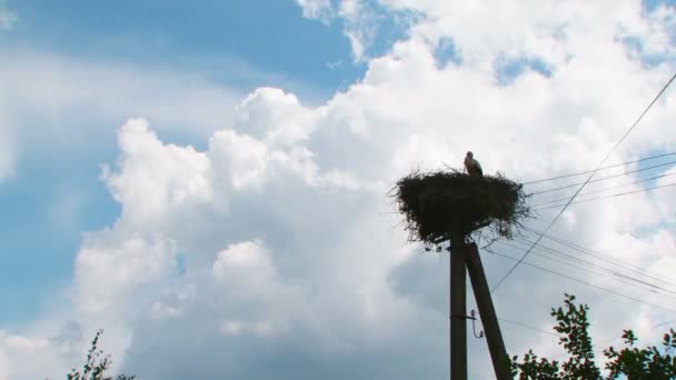 Large stork nest on an electric pole — Stock Video