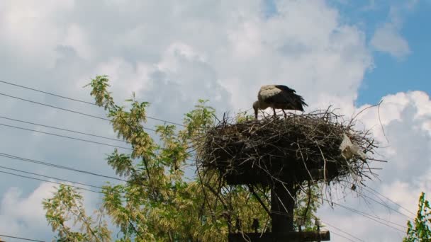 Storch füttert Kinder im Nest — Stockvideo