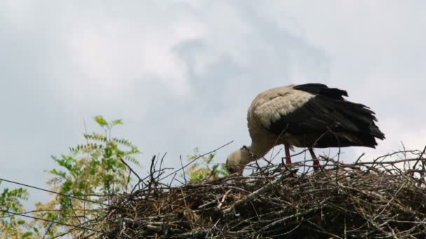 Der Storch baut ein großes Nest — Stockvideo